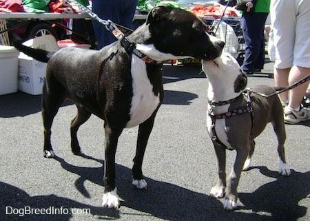 Seorang Dewasa Pit Bull Terrier mendapatkan wajahnya dijilat oleh anak anjing Pit Bull Terrier dengan abah-abah di blacktop di pasar lambak
