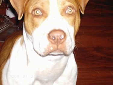Tutup Up - Pitbull Terrier berwarna coklat berdiri di atas lantai kayu keras. Terdapat selipar di lantai di belakangnya.