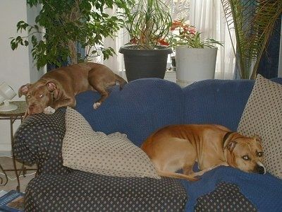 Dua American Pit Bull Terrier berbaring di sofa satu di atas tempat duduk belakang dan yang lain lebih rendah di ruang tempat duduk