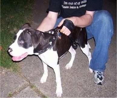 Bahagian kiri depan Pit Bull Terrier Puppy hitam putih berdiri di trotoar dengan mulutnya terbuka dan ia ditahan oleh seseorang