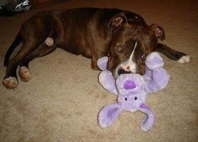 Bahagian kanan coklat dengan Pitbull Terrier putih yang berbaring di atas permaidani dengan mainan mewah berwarna ungu anjing berkeping floppy di mulutnya.