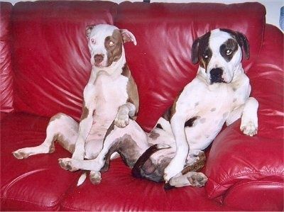 Dua Pit Bull Terrier duduk seperti manusia di sofa kulit berwarna merah terang