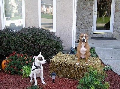 Dua American Pit Bull Terrier yang duduk di luar di halaman berpose sebagai anjing pengawal. Terdapat sebuah rumah di belakang mereka.
