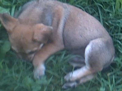 Närbild - Topdown vy av en brun med vit Bull-Aussie valp som sover i en boll, på en gräsmatta och den har en tass över näsan.