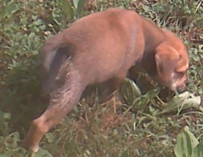 O lado direito traseiro de um filhote de cachorro Bull-Aussie marrom com branco que está farejando seu caminho através de um gramado.