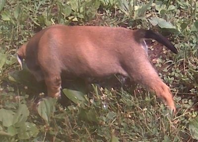 De linkerkant van een bruin met wit Bull-Aussie Puppy dat staat en gras snuift in een tuin.