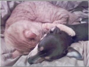 Od blizu - Herkul in mačka se stisneta na postelji