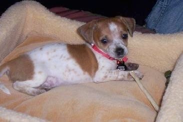 Roscoe, psička rjavega in belega klopa Chiweenie, leži v pasji postelji s sirovo kožo, ki je na sprednji tački.