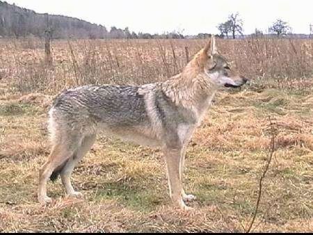 Profil Kanan - Seorang Wolfdog Czechoslovakia berdiri di rumput di sebelah banyak sikat