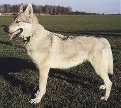 Profil Kiri - Seorang Wolfdog Cekoslowakia berdiri di halaman besar dan mulutnya terbuka dan lidah keluar