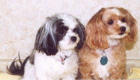 Две собаки размером с игрушку сидят на желтом одеяле - черно-белый мальти-пу рядом с коричневым с белым мальти-пу.