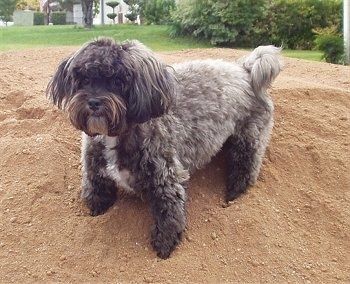 Một chú chó Malti-poo màu trắng xám có lông tơ đang đứng trên một gò đất.
