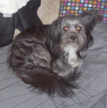 En langhåret sort og grå med hvid Malti-poo hund ligger krøllet i en kugle på en grå seng med en polkadotpude bag sig.