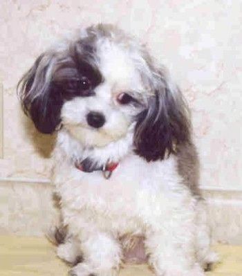 Chlpaté, biele s čiernym ušiam šteniatka Malti-poo má červený golier sediaci na svetlej drevenej podlahe s hlavou naklonenou doprava pred bielu mramorovú stenu.