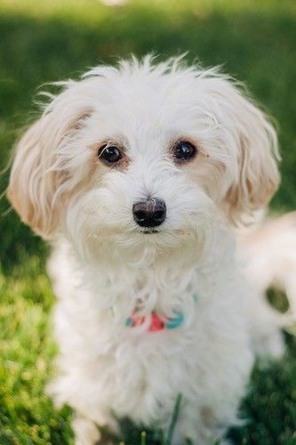 Puhast bel pes z dolgimi valovitimi lasmi in spuščenimi ušesi, ki sedi v travi.