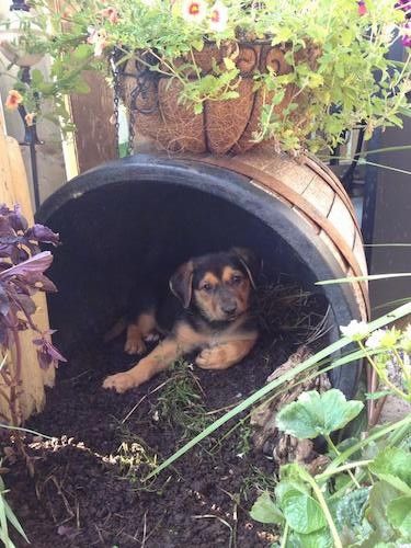 Anak anjing kecil berwarna hitam dan cokelat dengan telinga yang tergantung ke sisi berbaring di dalam kotoran tong berwarna coklat dengan tanaman bunga di atas tong