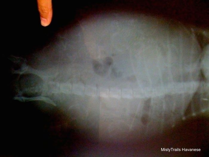 انسانی انگلی ایک ڈیم میں پپیوں کے ایکس رے کی طرف اشارہ کرتی ہے