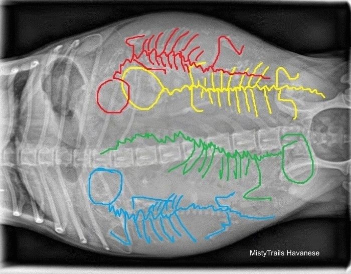 اوپر نیچے - خاکہ کے ساتھ چار کتے کے کنکال کا ایکس رے