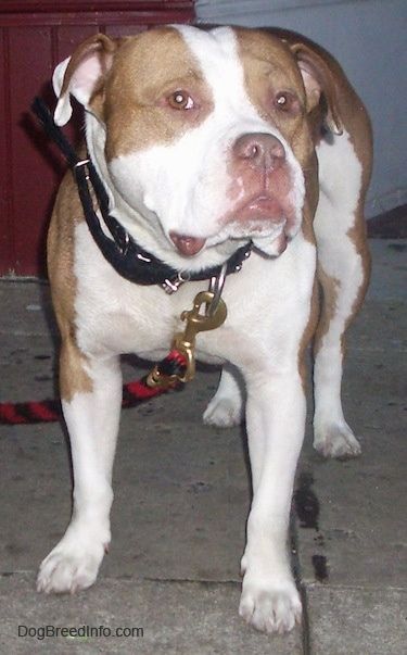 Vaizdas iš priekio - platus, didelis galvos, rožių ausų, įdegio ir baltas veislės Pit Bull / Bully veislės šuo lauke stovi ant akmens paviršiaus, bet žvelgia į priekį, bet galva pasukta į dešinę.