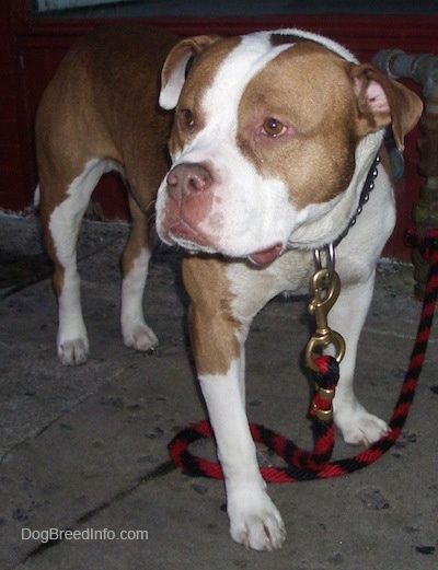 Priekinis vaizdas iš šono - platus, didelių galvų, rožių ausų, įdegio ir baltos veislės šuo „Pit Bull / Bully“ stovi skersai betono paviršiaus, žiūrėdamas į kairę, o už jo - maža raudona sienelė.