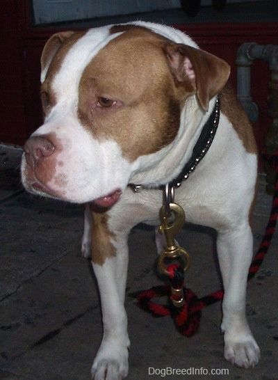 Priekinis vaizdas - platus, didelių galvų, rožių ausų, įdegio ir baltos veislės šuo „Pit Bull / Bully“ stovi ant betoninio paviršiaus, žiūrėdamas į kairę. Jo galva yra lygi kūnui ir atrodo atsipalaidavusi.