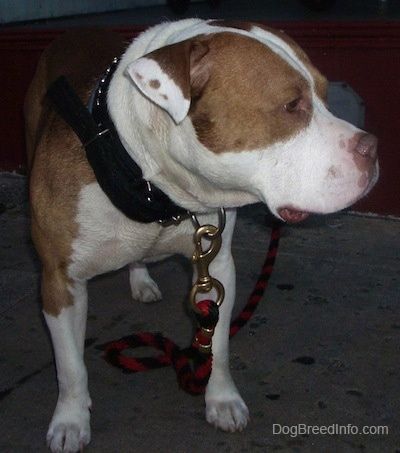 Vaizdas iš priekio - platus, didelių galvų, rožių ausų, įdegio ir baltos veislės Pit Bull / Bully veislės šuo dėvi storą juodą antkaklį, stovintį ant betono paviršiaus, žiūrėdamas į kairę.