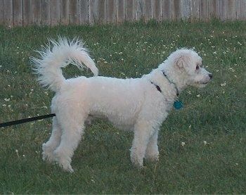 Kodiak ลูกสุนัข Eskapoo สีขาวยืนอยู่ในทุ่งนาและมีรั้วไม้อยู่ข้างหลัง