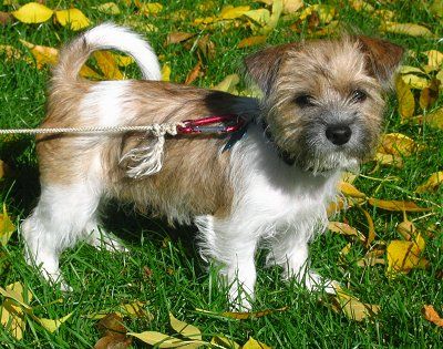 ลูกสุนัข Fo-Tzu สีน้ำตาลและสีขาวกำลังยืนอยู่บนพื้นหญ้าและมีใบไม้สีเหลืองอยู่รอบ ๆ ตัวมัน