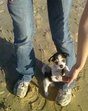Бяло, черно и жълто кученце Фо-Дзъ стои на плажа с човек, който държи лапите си във въздуха с ръце.