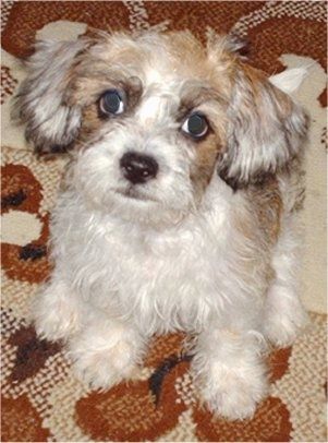 Светло-коричневый щенок Фо-цзы сидит на коричнево-коричневом ковре и смотрит вверх.