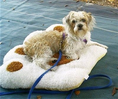 Un câine Fo-Tzu alb și cafeniu este așezat afară pe un pat alb pentru câini cu imprimeu laba maro