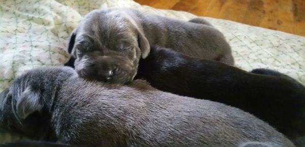 Een pasgeboren grijsblauwe puppy die bovenop een zwarte en een grijze nestgenoot ligt. Zijn ogen zijn nog steeds gesloten.
