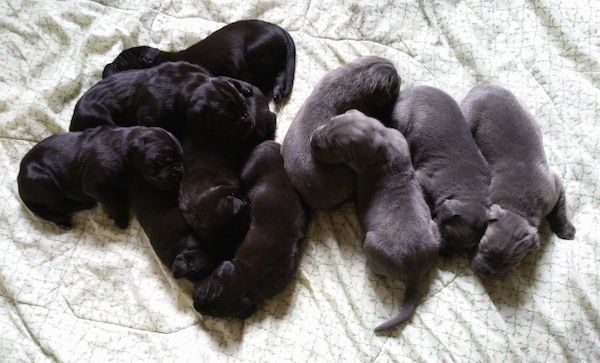 Una cucciolata di 9 cuccioli di taglia grande appena nati su un lenzuolo bianco e verde. Quattro cuccioli sono grigio-blu e cinque sono neri.