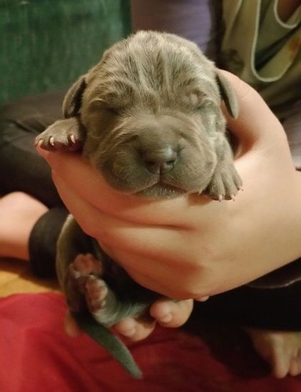 Pogled sprijeda - Novorođenče, velike pasmine, štene mastifa velike nabore, sivoplave boje, koje se drži u rukama osobe.