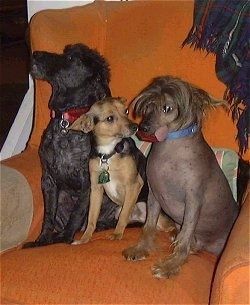 Drie honden zittend op een oranje fauteuil - Een zwarte miniatuurpoedel naast een bruine en zwart-witte Chihuahua-mix en een haarloze Chinese Crested-hond. De Chinese Cresteds-tong steekt uit de zijkant van zijn mond.