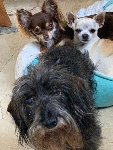 Tre cani di taglia giocattolo, un marrone focato e uno marrone chiaro e bianco sdraiati su una cuccia verde e un cane a pelo lungo grigio e nero in piedi davanti al letto