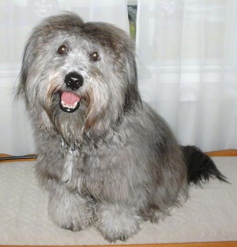 En lille meget tyk overtrukket langhåret grå hund med en sort næse, brune øjne, ører, der hænger ned til siderne med tyk pels på, og en tyk sort lang hale, der sidder ned med sin lyserøde tunge, der ser glad ud.