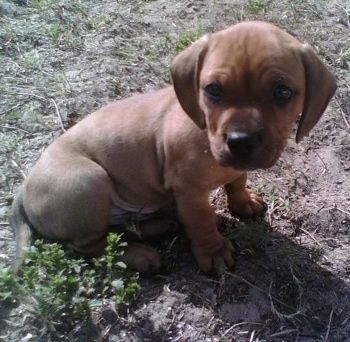 Anak anjing Bulldach English Miniatur berwarna coklat duduk di kotoran dan melihat ke sebelah kanan badannya.