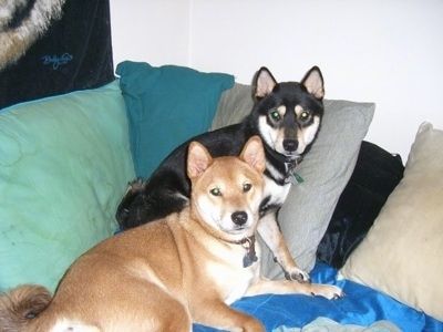 Du šunys su mažomis ausimis ir storais kailiais - juoda su įdegiu ir balta Shiba Inu stovi ant pagalvių ant sofos rankų. Priešais jį guli ruda su balta Shiba Inu.