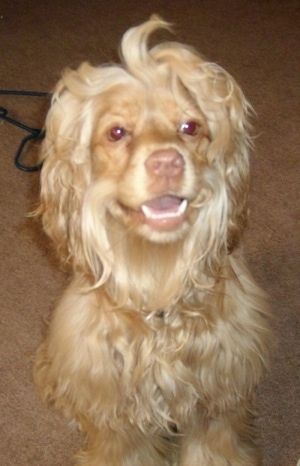 Un cane Cocker setoso marrone chiaro è seduto su un tappeto, guarda avanti, ha la bocca aperta e sembra che sorrida. Ha un pelo lungo e spesso dall