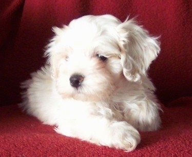 Маленький белый щенок Шелковистого кокера лежит на красном одеяле на кушетке и смотрит налево.
