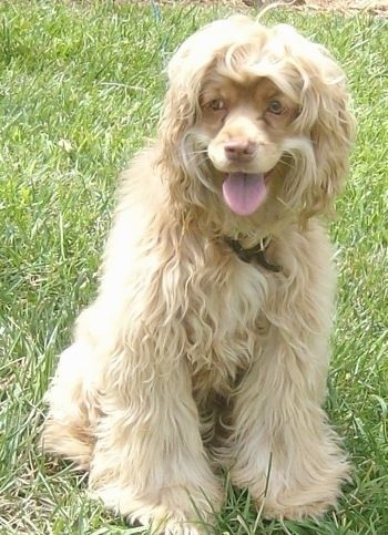 En tyk, bølget, blød udseende tan Silky Cocker sidder i græsset og ser til venstre med munden åben og tungen stikker ud, og det ser ud som om det smiler. Hunden har gyldne gule øjne og længere hår på sin krop med kortere hår i ansigtet.
