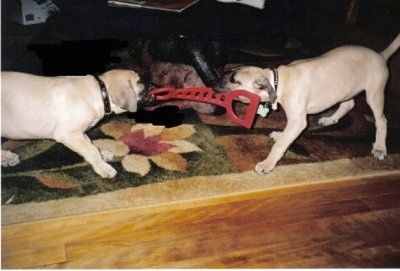 Οι Tikka και Duncan the Black Mouth Cur Puppies παίζουν διελκυστίνδα με ένα κόκκινο παιχνίδι από καουτσούκ σε ένα χαλί