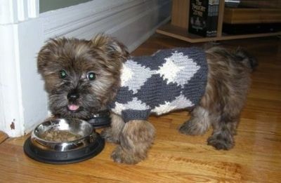 גריזלי ה- Care-Tz כלבלב לובש סוודר על רצפת עץ ואוכל מתוך קערת כלבים