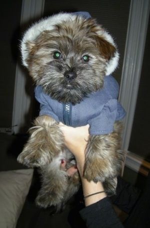 Grizzly the Care-Tzu indossa una felpa con cappuccio per cani. È tenuto in aria da una persona