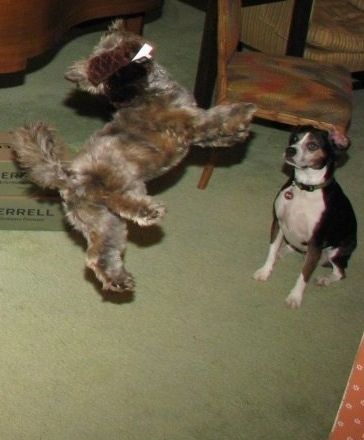 ग्रिजली केयर-त्ज़ू एक आलीशान खिलौना हड़पने के लिए कूद रहा है। एक अन्य कुत्ता है जिसका नाम वाटसन है बोगलेन टेरियर बैठा है और यह देख रहा है