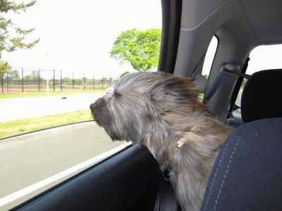 Grizzly Care-Tzu sedí v zadnej časti automobilu a jeho hlava je mimo okna a jeho srsť fúka vo vetre.