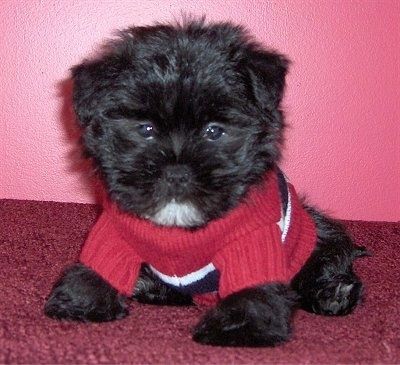 Dixon Himes, šteniatko Care-Tzu, má oblečený sveter a sedí na červenom koberci a pri ružovej stene.