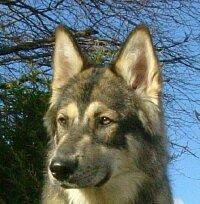 Close up headshot - Ένας σκύλος, όπως ο λύκος, ο Μαύρος με το λευκό και το γκρι, κάθεται έξω.