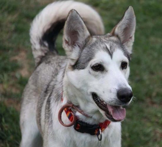 Vista frontal - Um cão Inuit do Norte, de orelhas em pé, com aparência de lobo, cinza e preto branco está parado na grama olhando para a direita. Sua boca está aberta e sua língua está para fora.